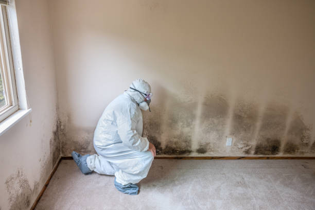 Best Attic Mold Removal  in Butler Beach, FL